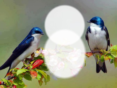 Nature - oiseaux Photo frame effect