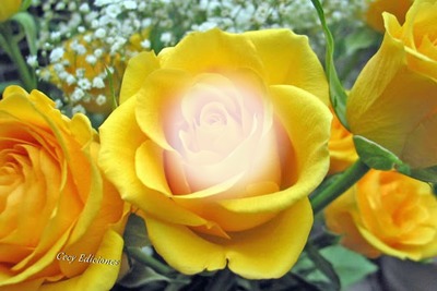 Cc rosas amarillas tres Montaje fotografico