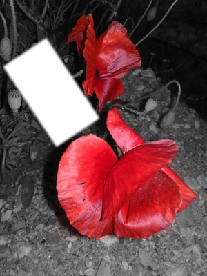 fleur de pavot en noir blanc Photo frame effect