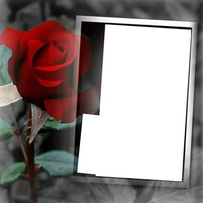 rosa roja Fotomontaż