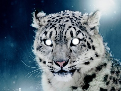 tigre blanc Fotomontáž