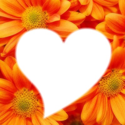 fleur orange Montaje fotografico