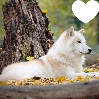 Loup blanc Fotomontagem