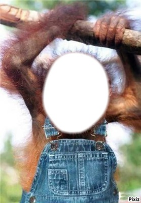 Tête de singe Photomontage