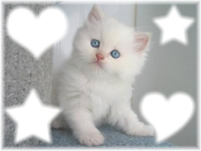 chat blanc Fotomontaža