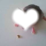 tete hamster russe Fotomontasje