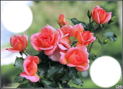 Bouquet de roses Photo frame effect