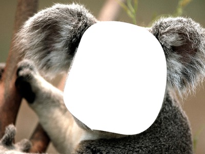 visage de koala フォトモンタージュ
