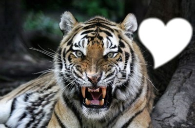 tigre coeur Valokuvamontaasi