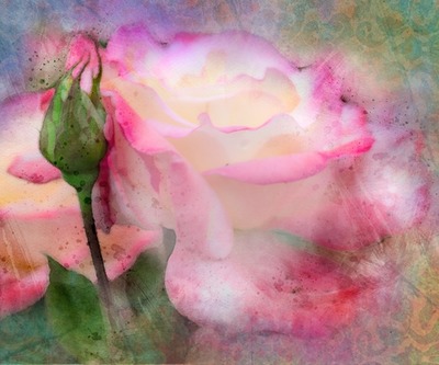 pink rose Fotomontaža