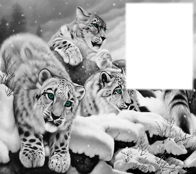 snow leopard Fotomontasje