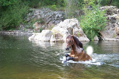 cheval Fotomontaža