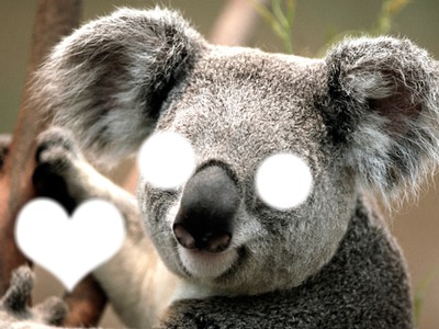 Koala :3♥ Fotomontaža