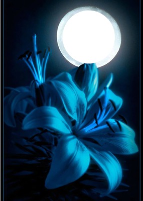 BLUE FLOWER Montaje fotografico
