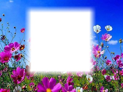 virágos rét Photo frame effect