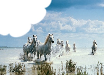 Chevaux* Photo frame effect