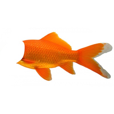 poisson Fotomontāža