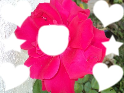 "Rose Rouge de Nouvelle-Calédonie" フォトモンタージュ