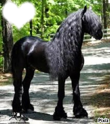 !! Black Horse !! Fotomontažas
