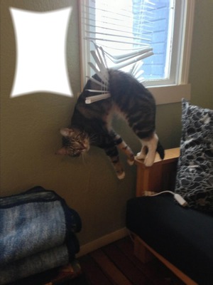 window cat Φωτομοντάζ