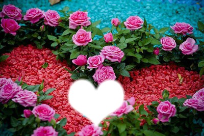 un coeur de rose Photomontage
