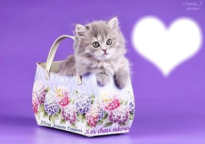 un chat de sac Montaje fotografico