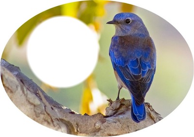 Oiseau bleu Photomontage