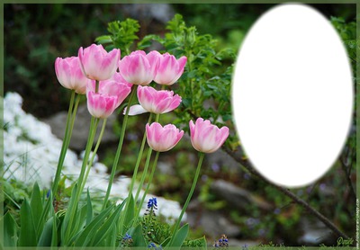 Photo montage Tulipe rose et blanche - Pixiz