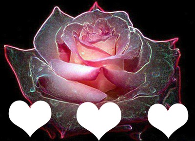 pink rose Фотомонтаж