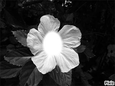 central flower !! Photo frame effect