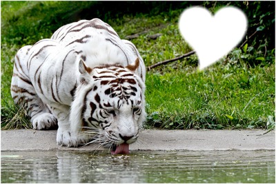 tigre-soif Montaje fotografico