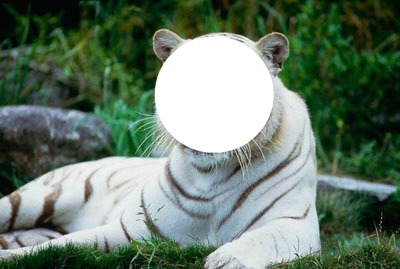 tigre Fotomontáž