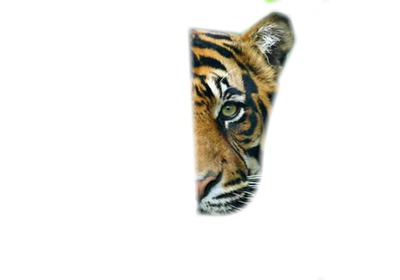 Tigre Fotomontáž