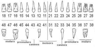escala de dientes femenina Fotomontaža