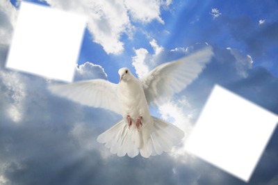 palomas blancas Fotomontáž