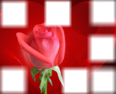 rosa rossa Montaje fotografico
