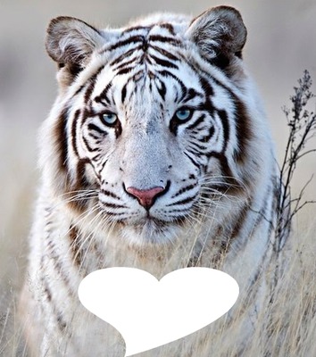Tigre blanc tigré Fotomontaža