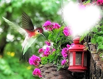 love hummingbirds Photo frame effect
