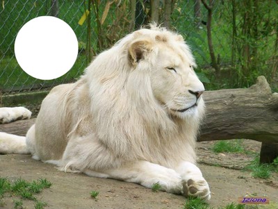 Lion blanc Photo frame effect