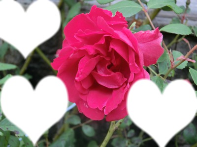 rose et coeur Фотомонтаж