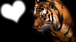 tigre amoureux Fotomontaggio