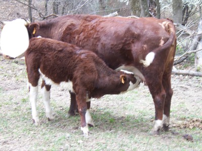 la vache Fotomontaža