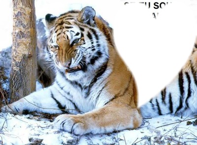 tigre pas content Montaje fotografico