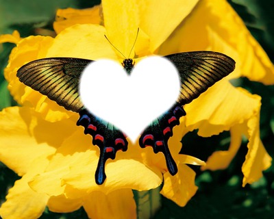papillon Fotomontagem