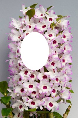mes fleurs Fotomontage