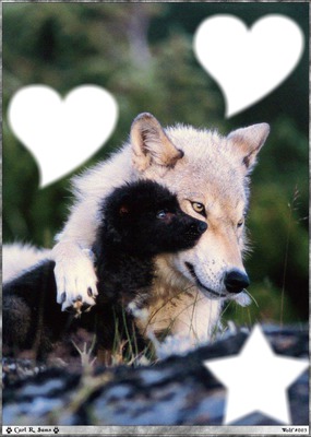 l'amour de loups Photomontage