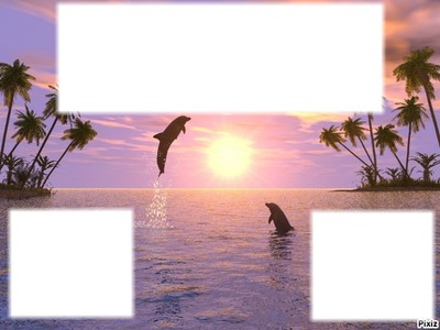 Coucher de soleil avec dauphins Fotomontaż