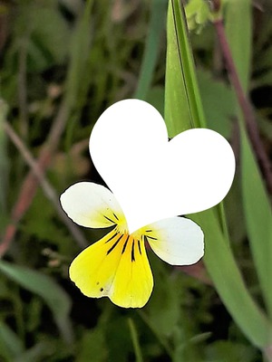 1 photo fleur Cris Valokuvamontaasi