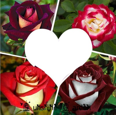 coeur et 4 roses フォトモンタージュ