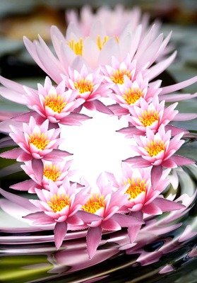 Cc Flor de loto rosa Fotomontáž